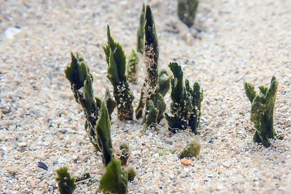 green-algae-homepage